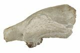 Rare, Fossil Canid (Hesperocyon) Upper Skull - Wyoming #269890-2